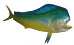 MTFC-Mahi72.jpg